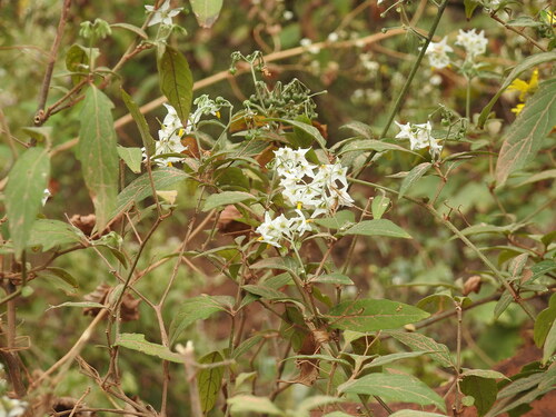 Solanum aloysiifolium, photograph 2