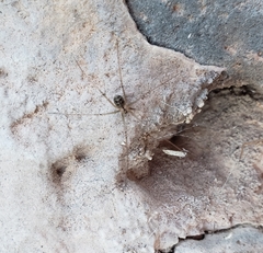 Psilochorus utahensis