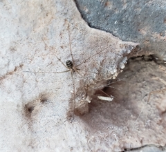 Psilochorus utahensis