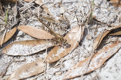 Phanogomphus minutus