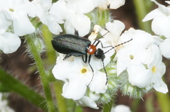 Lytta crotchii