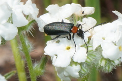 Lytta crotchii