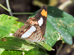 Adelpha iphicleola iphicleola