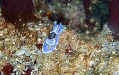 Micromelo guamensis