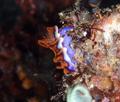 Miamira flavicostata