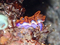 Miamira flavicostata