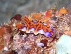 Miamira flavicostata