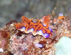 Miamira flavicostata