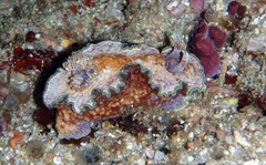 Glossodoris acosti