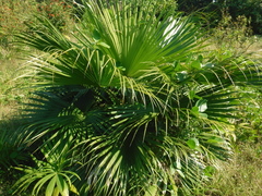 Arecaceae