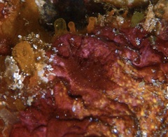 Stylocheilus striatus