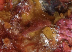 Stylocheilus striatus