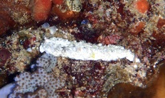 Dermatobranchus kalyptos