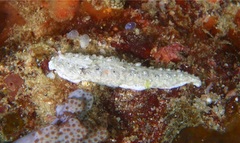 Dermatobranchus kalyptos
