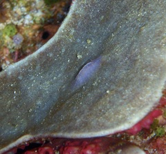 Asteronotus spongicolus