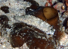 Dermatobranchus kalyptos