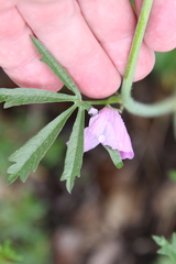 Sidalcea sparsifolia