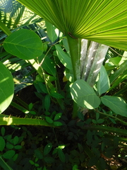 Arecaceae
