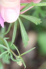 Sidalcea sparsifolia