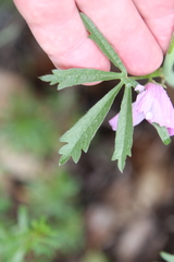 Sidalcea sparsifolia