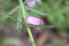 Sidalcea sparsifolia