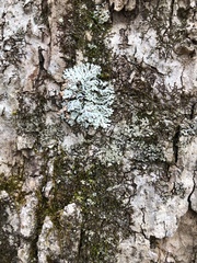 Heterodermia obscurata