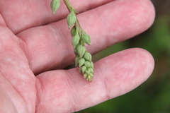 Sidalcea sparsifolia