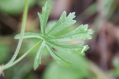 Sidalcea sparsifolia