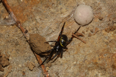 Steatoda cingulata