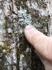 Heterodermia obscurata