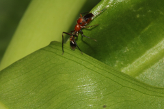 Myrmarachne formosana