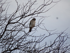 Spiziapteryx circumcincta