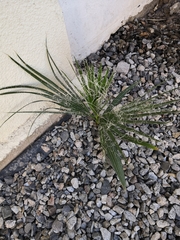 Washingtonia filifera