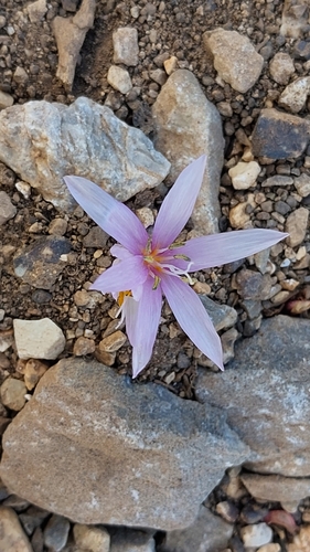 Colchicum cretense