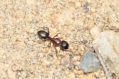 Camponotus dumetorum