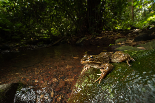 Zweifel's Frog