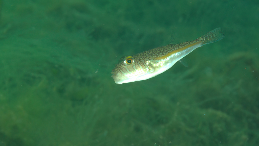 Shortfin puffer (Torquigener brevipinnis) — Tetraodontidae