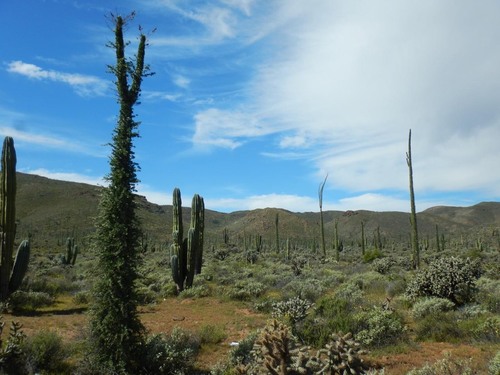 Boojum tree