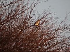 Spiziapteryx circumcincta