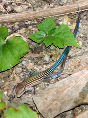 Aspidoscelis lineattissimus