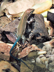 Aspidoscelis lineattissimus