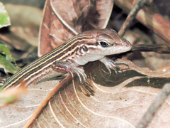 Aspidoscelis lineattissimus