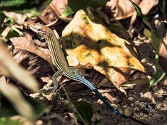 Aspidoscelis lineattissimus