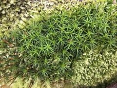 Polytrichastrum ohioense
