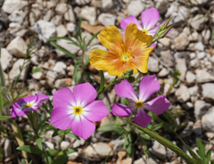 Phlox roemeriana