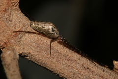 Tetragnatha bituberculata