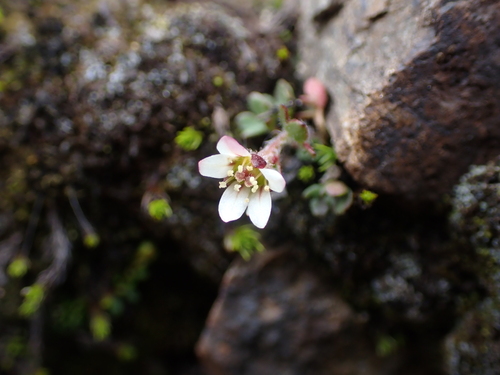 Image of Saxifraga hyperborea by no rights reserved