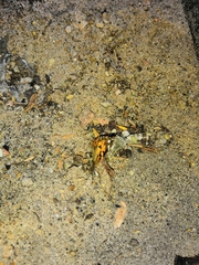 Vanessa cardui