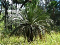 Macrozamia moorei