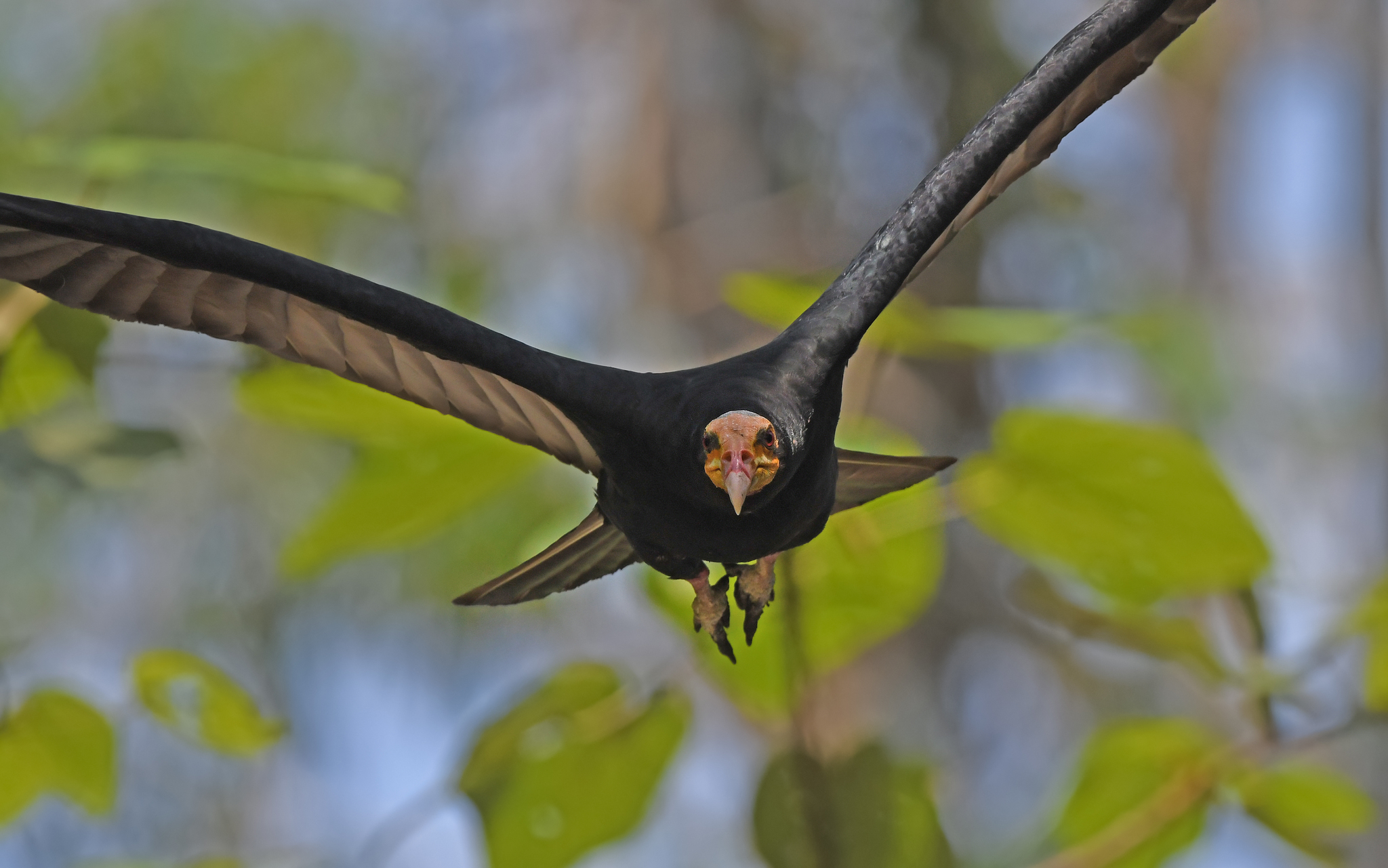 Greater Yellow-headed Vulture (Cathartes melambrotus)